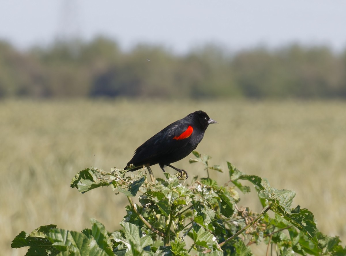 Red-winged Blackbird (California Bicolored) - Brandon Best