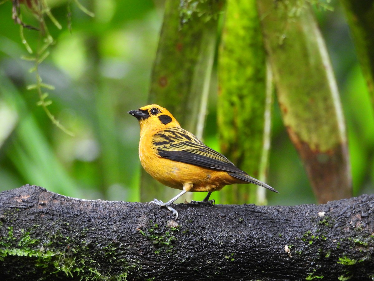 Golden Tanager - Hunter Burggraf