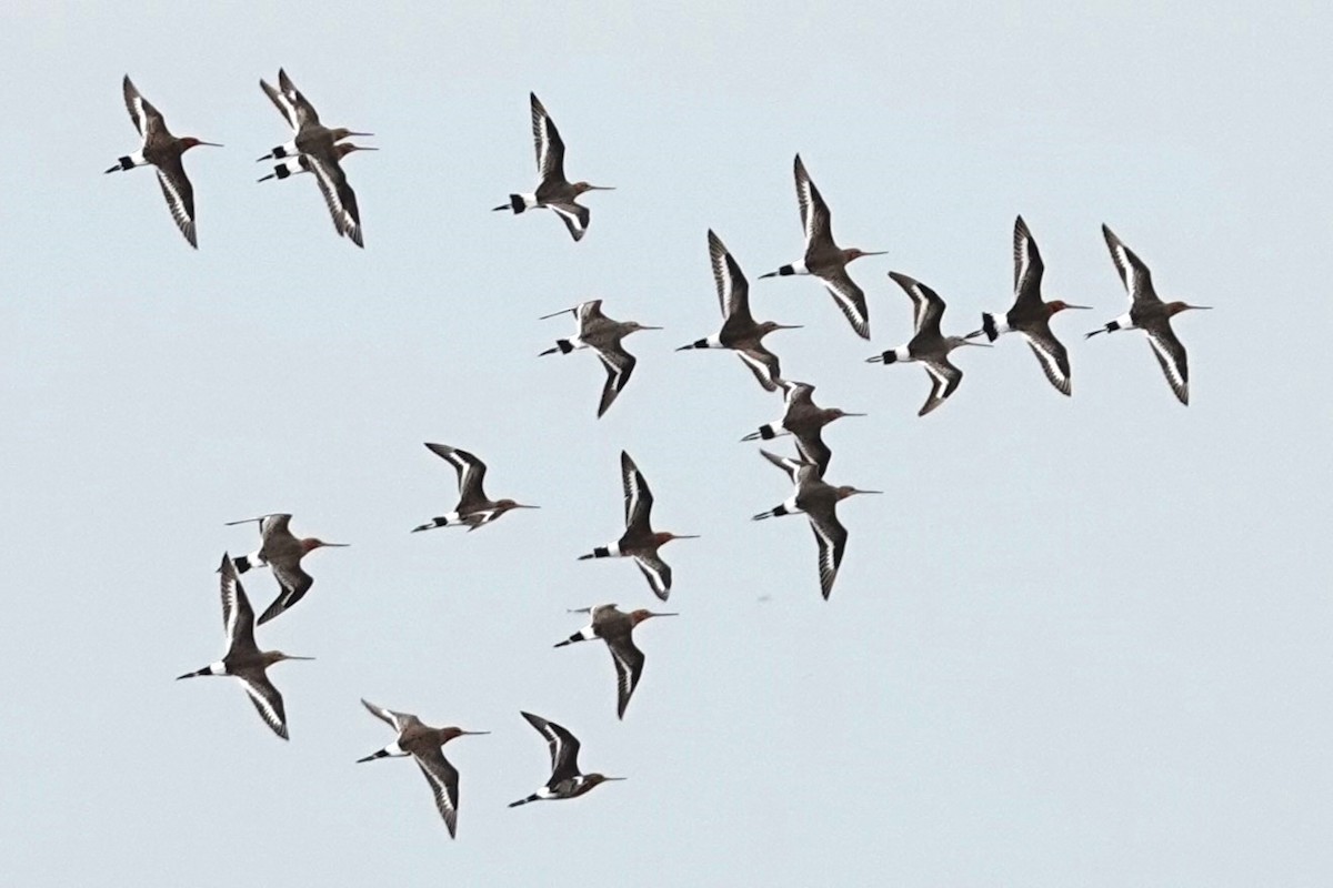 Black-tailed Godwit - ML618997138