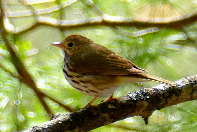 Ovenbird - Brad Woodward