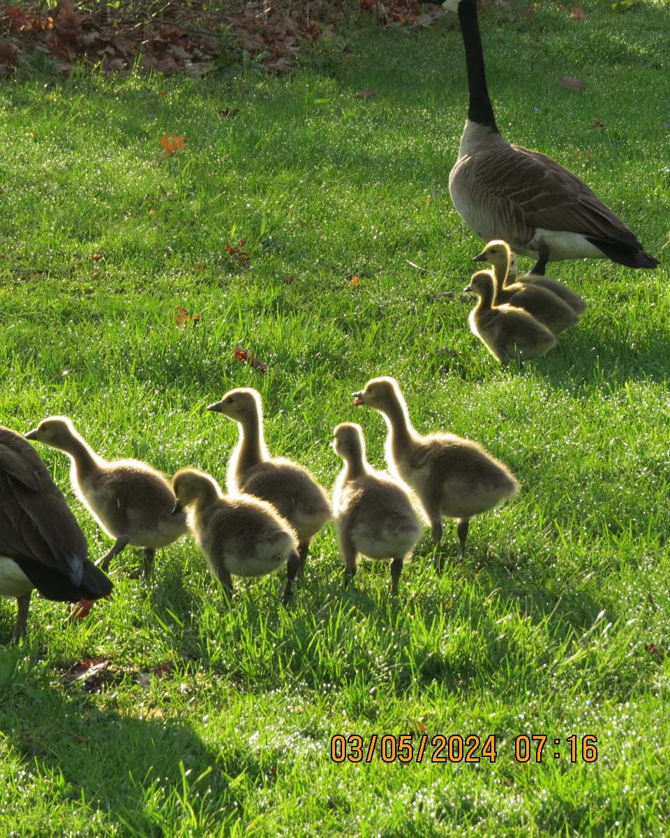 Canada Goose - ML618997140