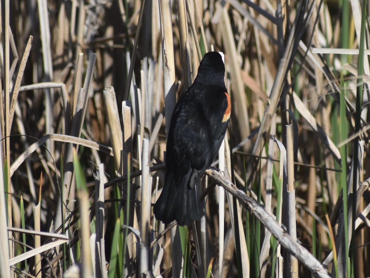 Red-winged Blackbird - Jonathan Sellman