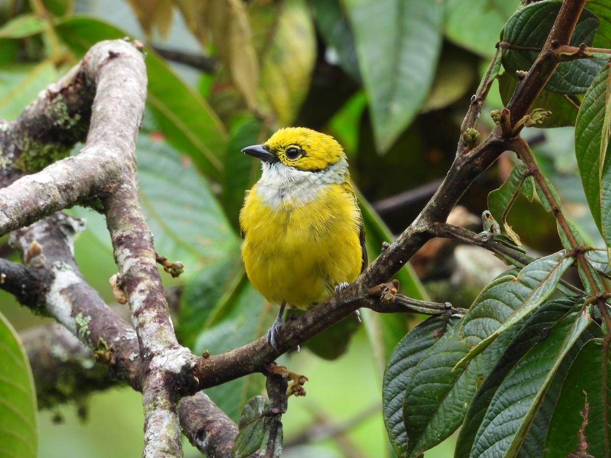Silver-throated Tanager - Hunter Burggraf
