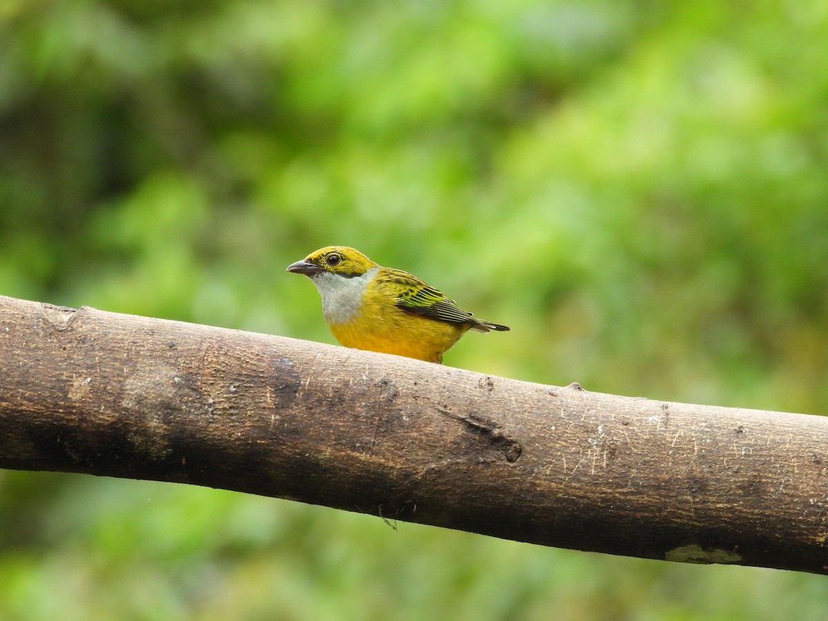 Silver-throated Tanager - Hunter Burggraf