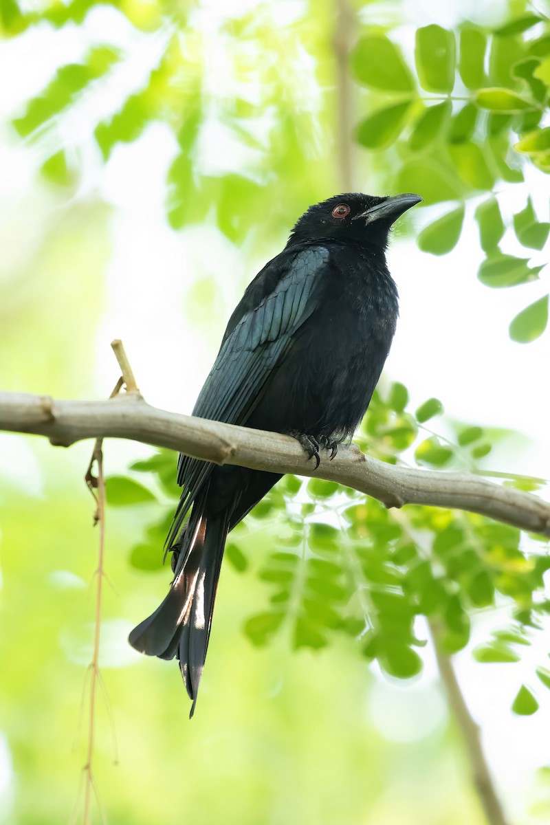 Spangled Drongo (Spangled) - ML618997169