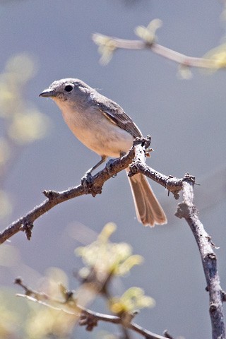 Gray Vireo - Gary Botello