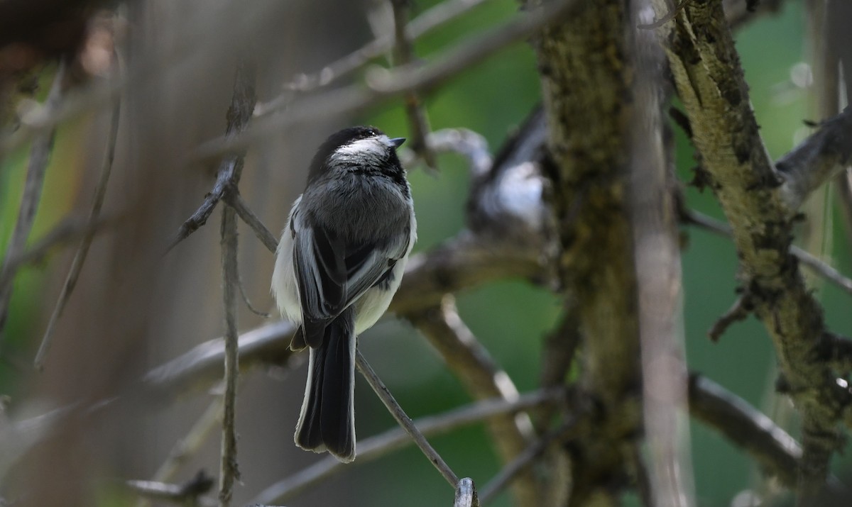 Black-capped Chickadee - ML618997215