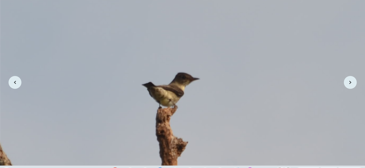 Brown-crested Flycatcher - Christopher Brink