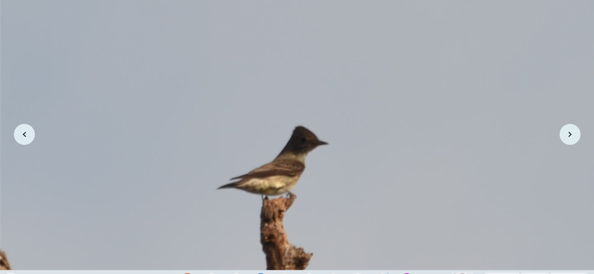 Brown-crested Flycatcher - ML618997250