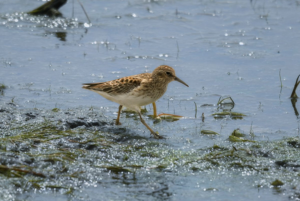 Least Sandpiper - Jason Short