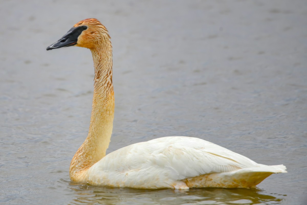 Trumpeter Swan - Jason Short