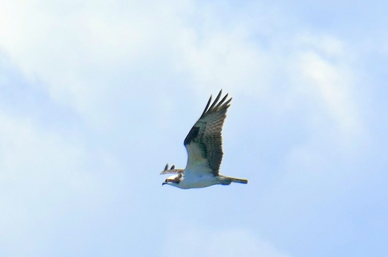 Balbuzard pêcheur - ML618997310