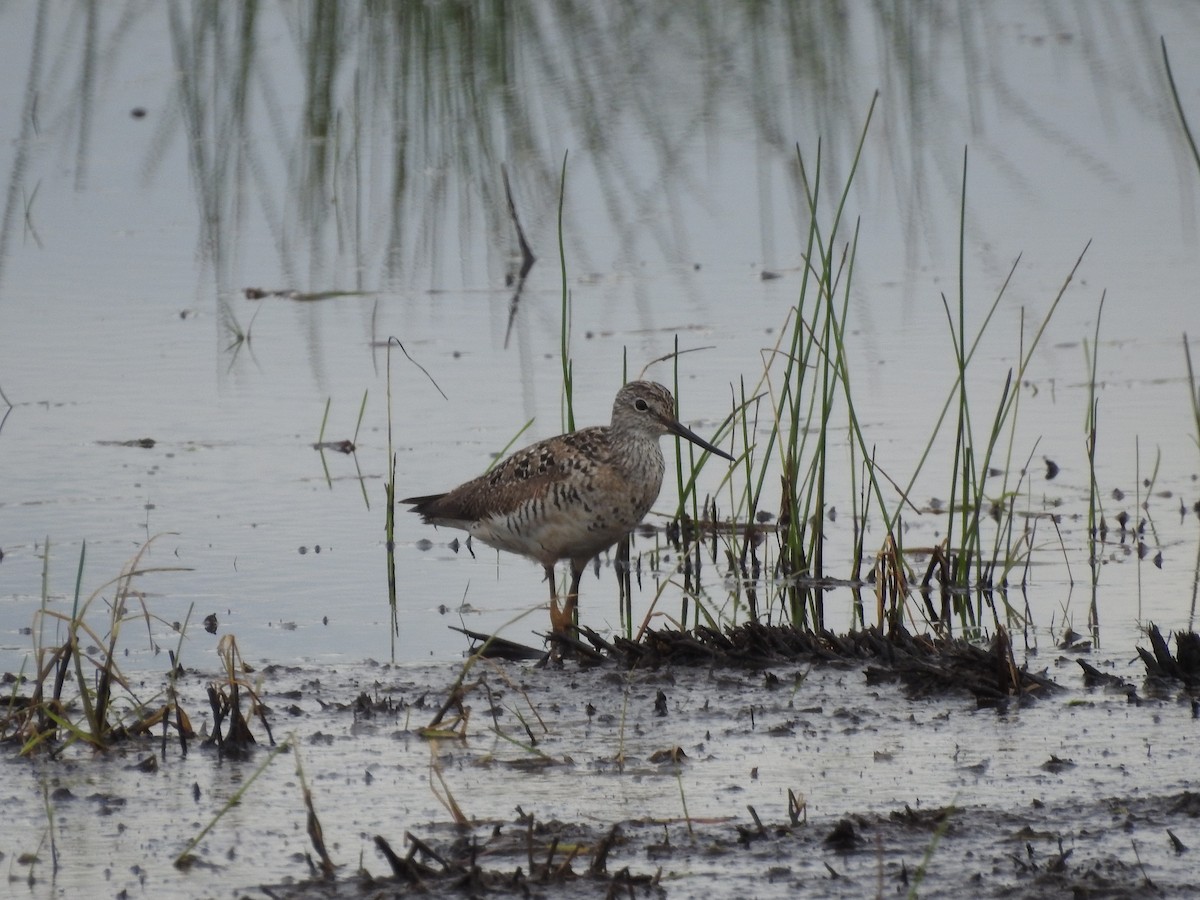 Greater Yellowlegs - Peter Erickson