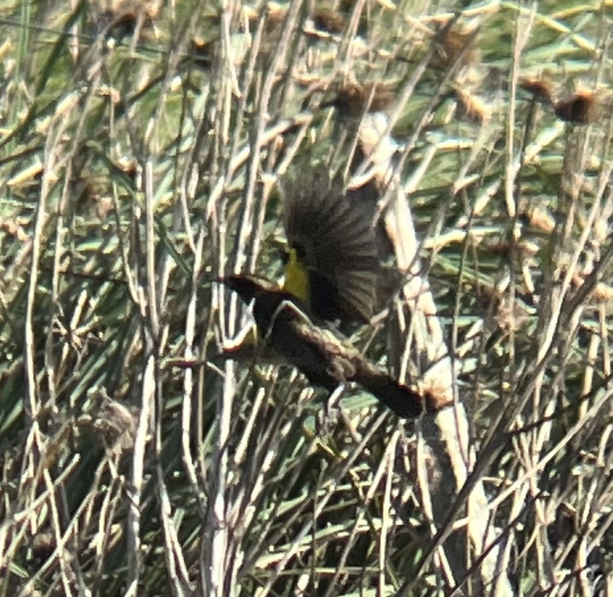 Yellow-winged Blackbird - Gabriel Kosciak