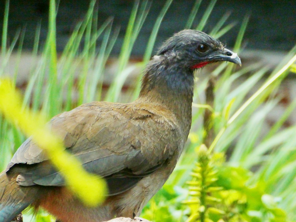 Rufous-vented Chachalaca - Carlos Navea