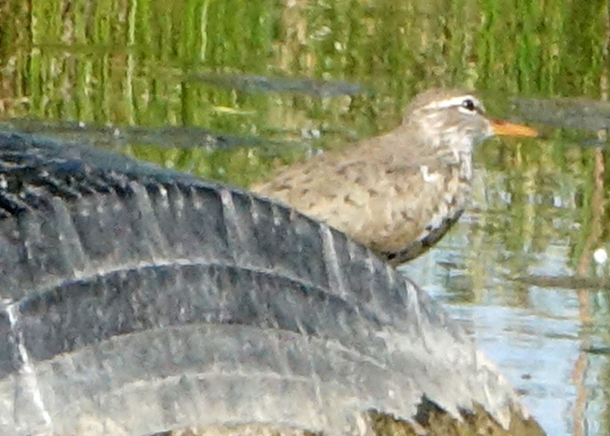 Chevalier grivelé - ML618997365