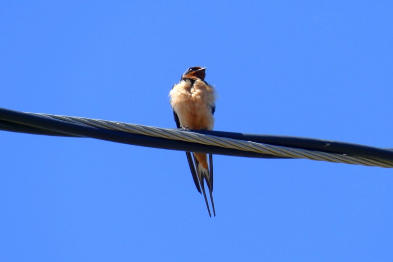 Barn Swallow - ML618997372