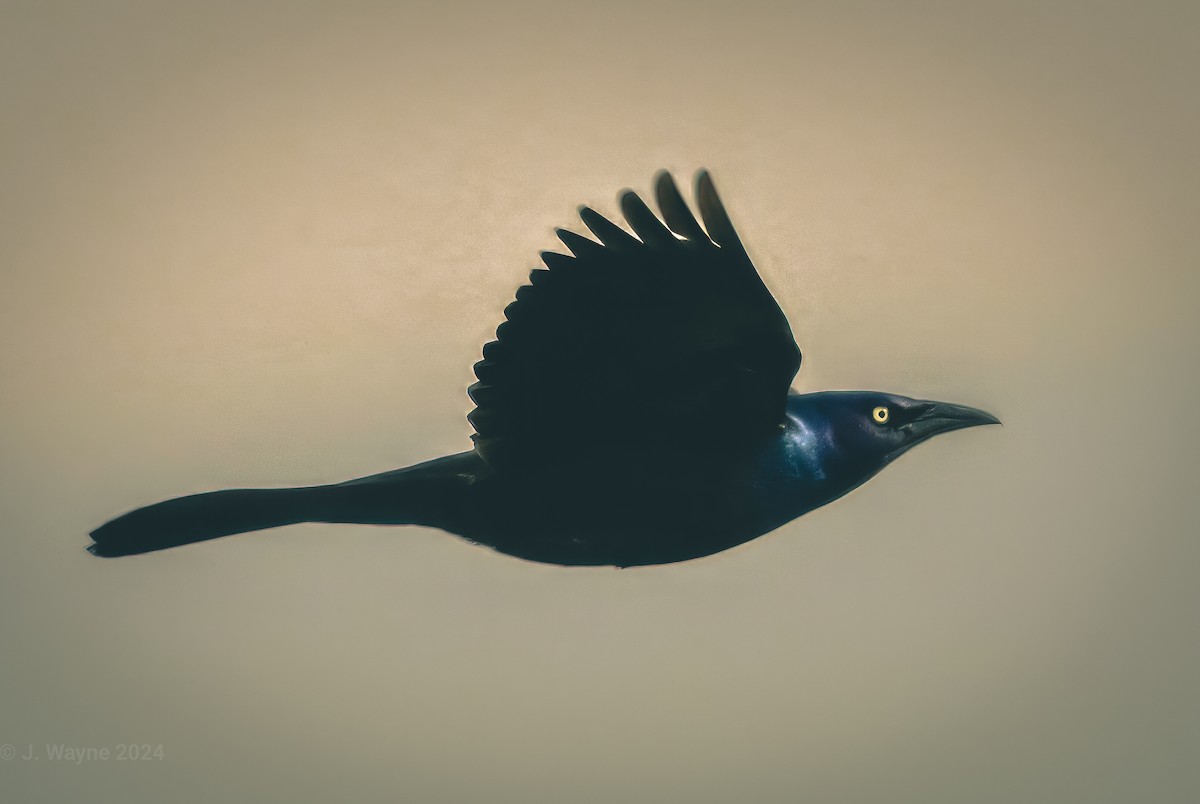 Common Grackle - Jason Short