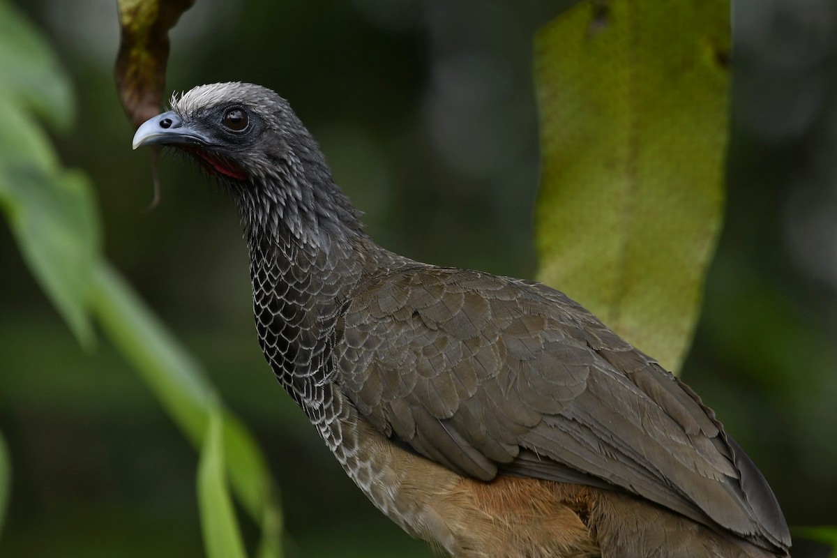 Chachalaca Colombiana - ML618997375