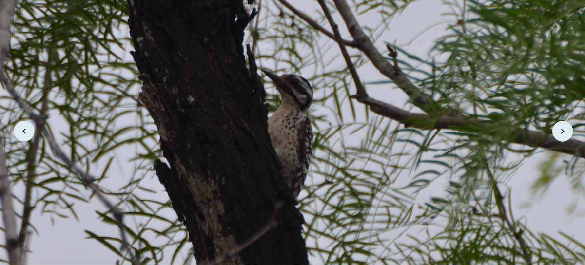 Ladder-backed Woodpecker - ML618997393