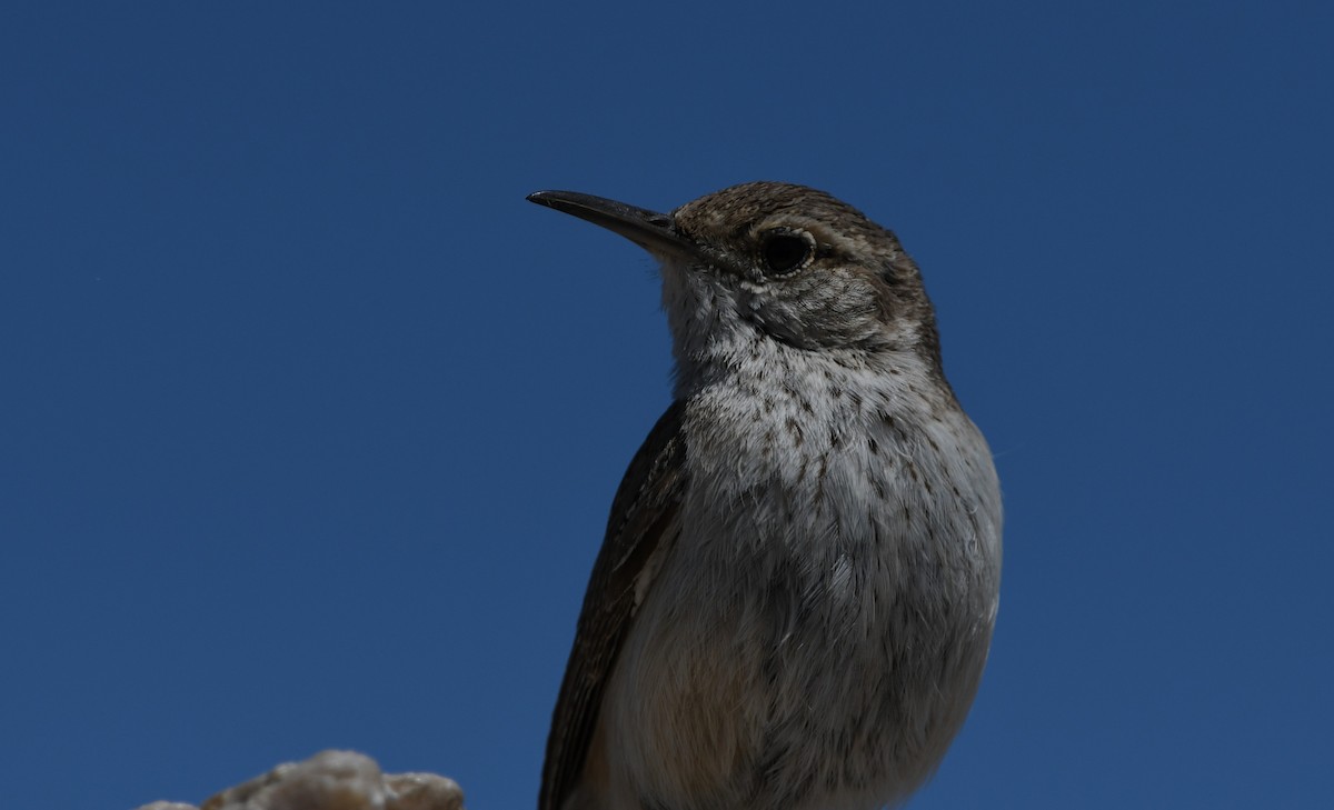 Rock Wren - ML618997397