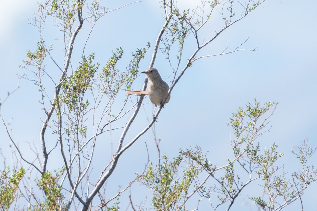 Bendire's Thrasher - ML618997399