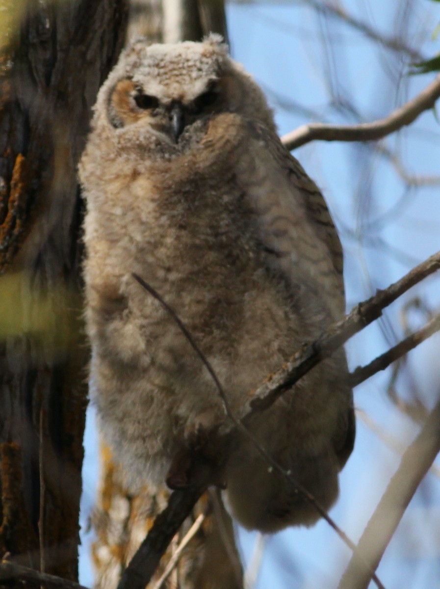 Great Horned Owl - ML618997404
