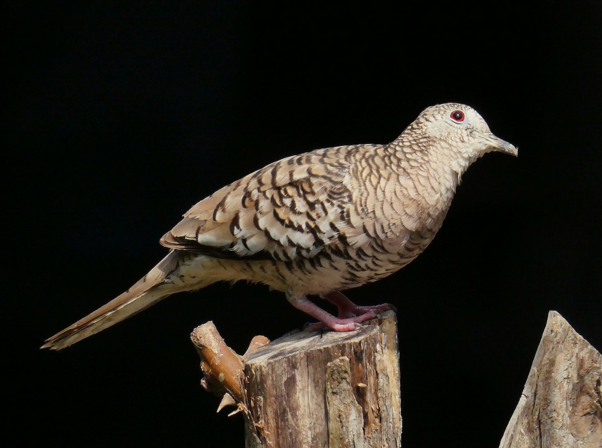 Scaled Dove - ML618997422