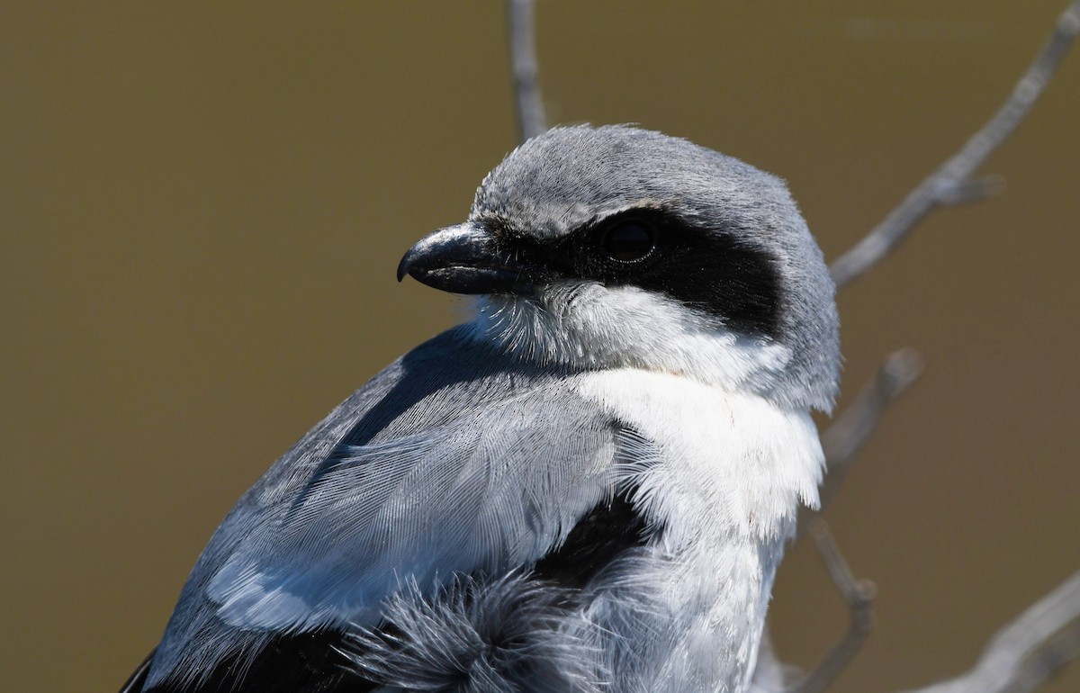 Loggerhead Shrike - ML618997446