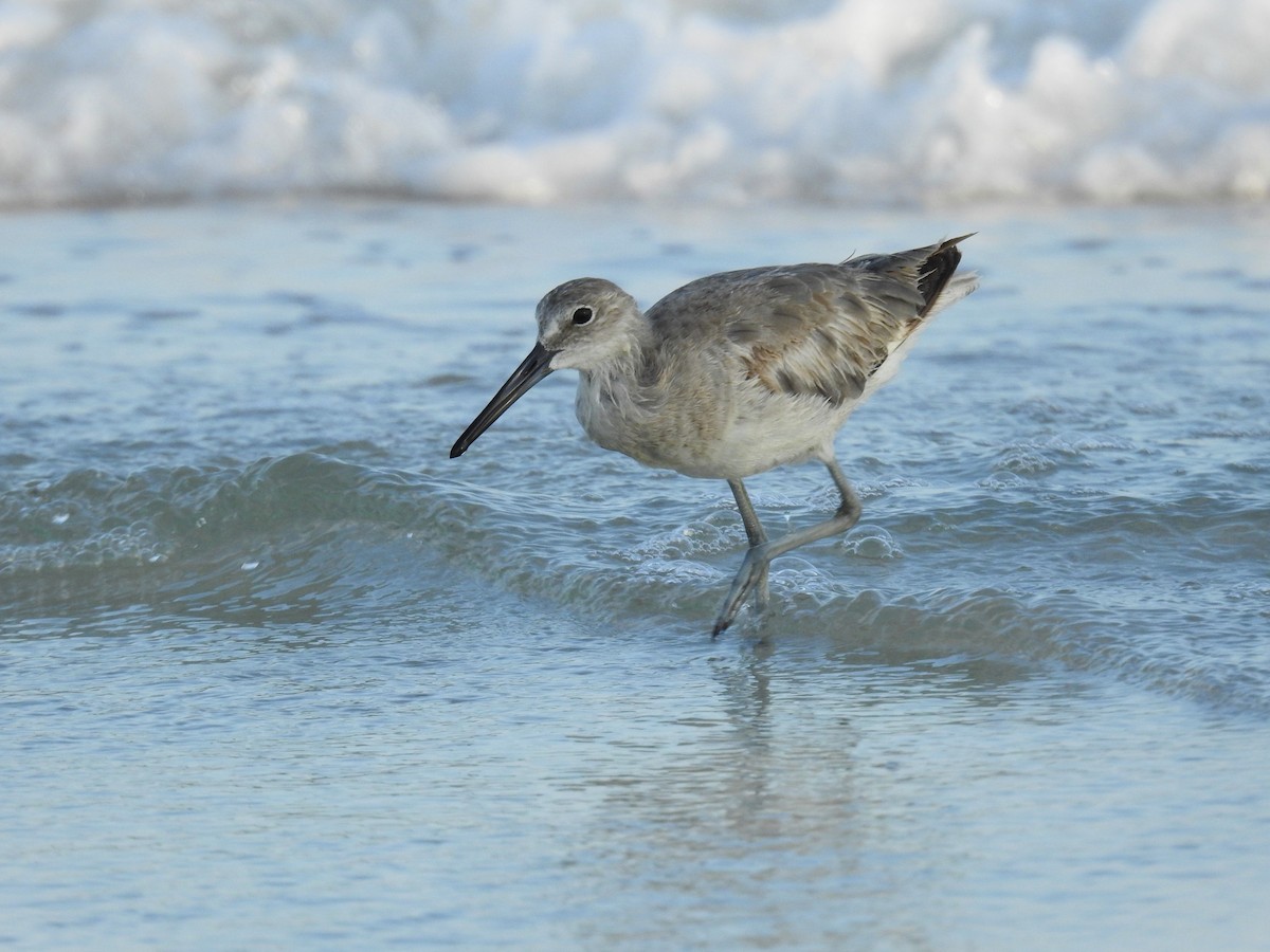 Willet - ML618997454