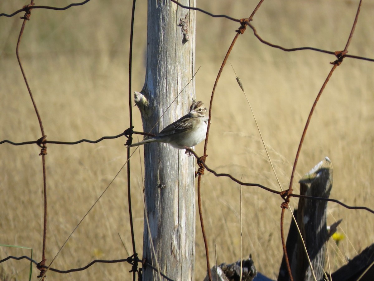 Lark Sparrow - ML618997459