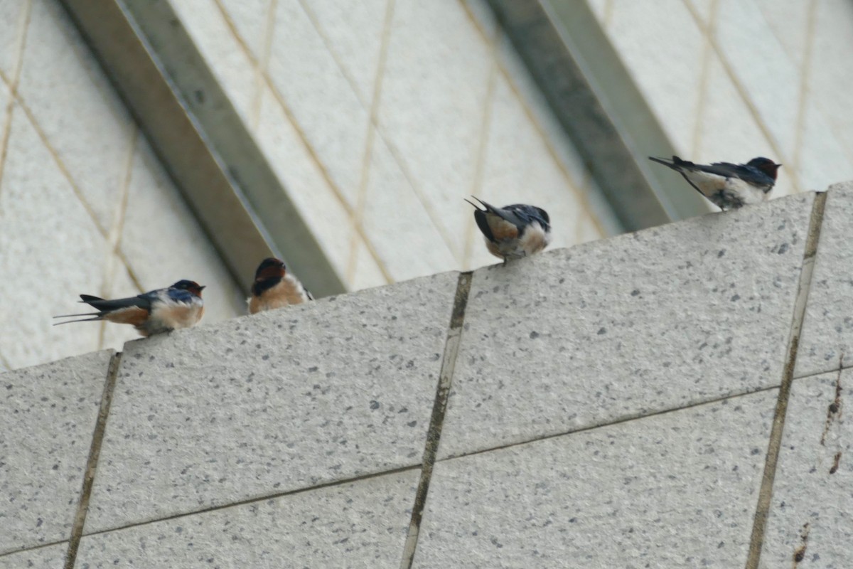 Barn Swallow - Peter Kennedy