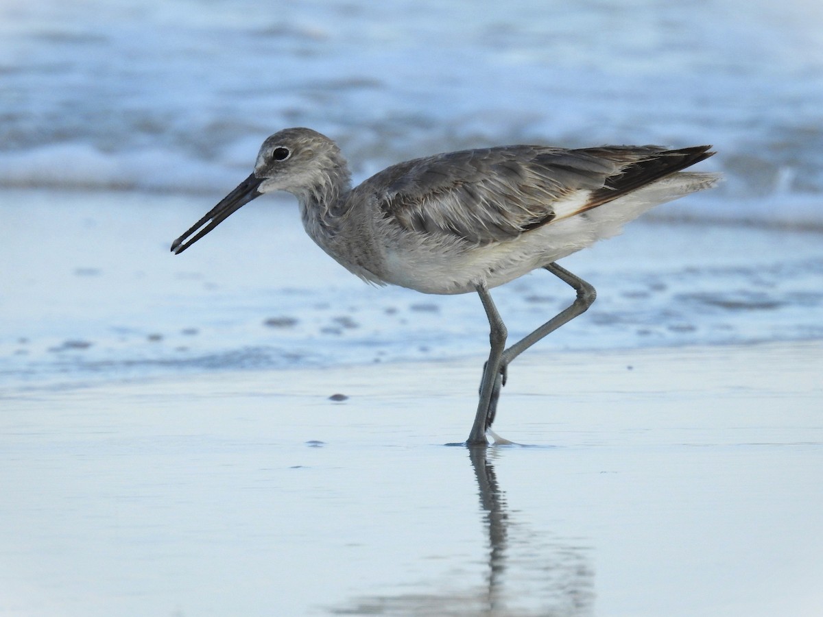 Willet - ML618997484