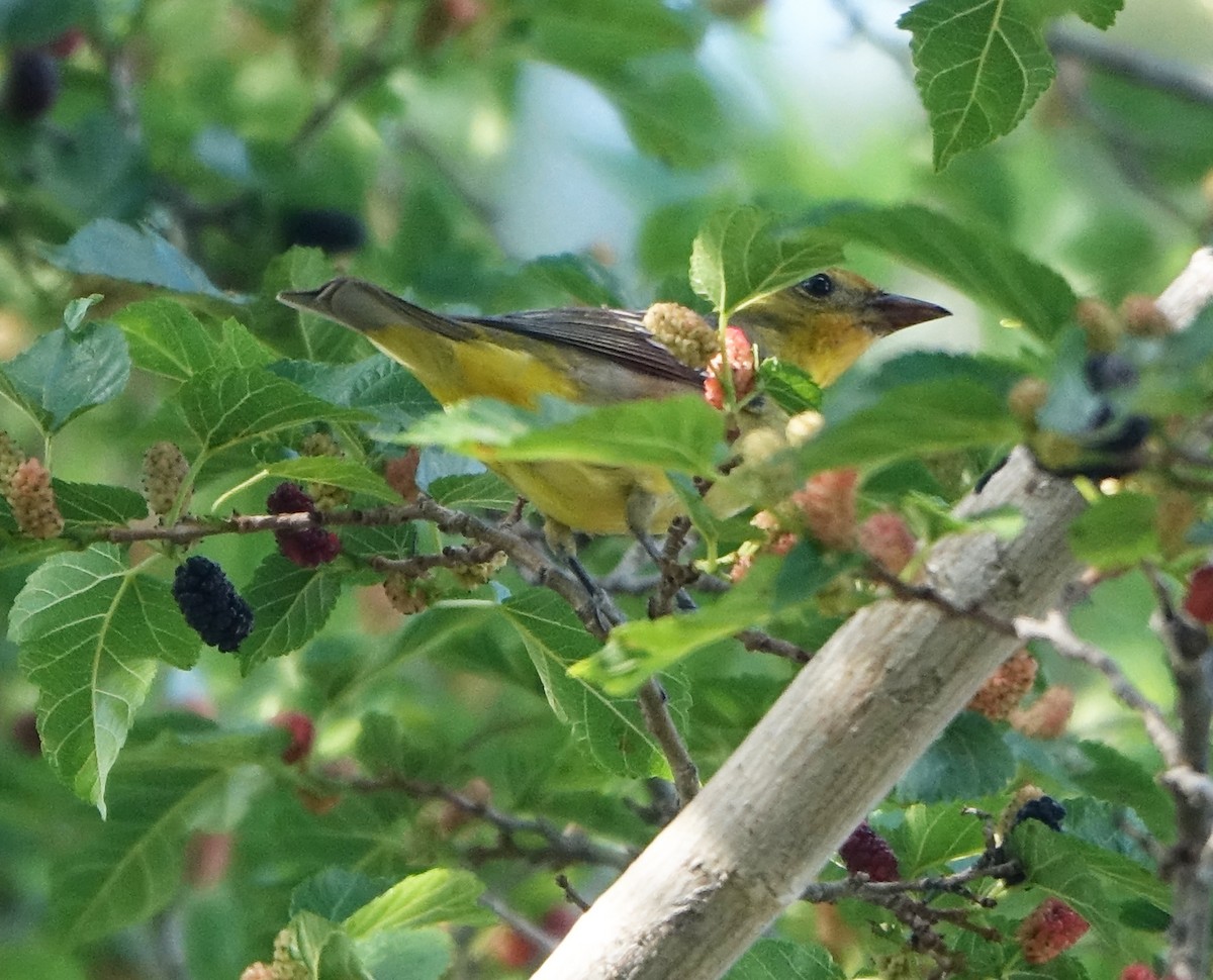 Western Tanager - Carolyn Ohl, cc