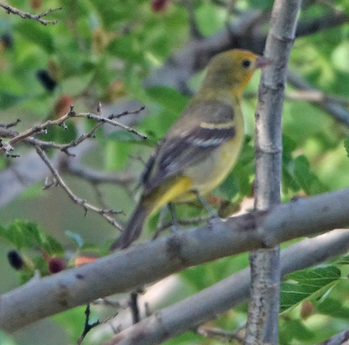 Western Tanager - Carolyn Ohl, cc