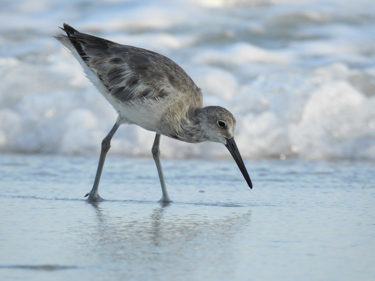 Willet - ML618997531