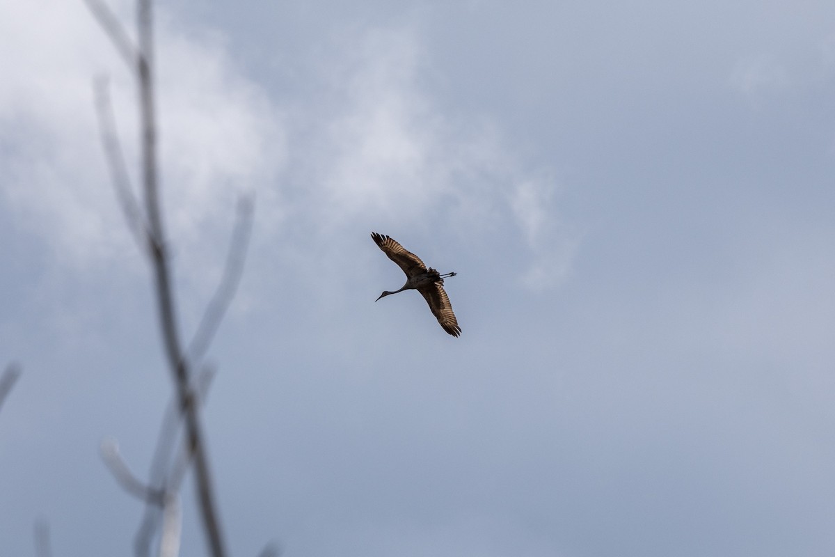 Sandhill Crane (tabida/rowani) - Jonathan Mott