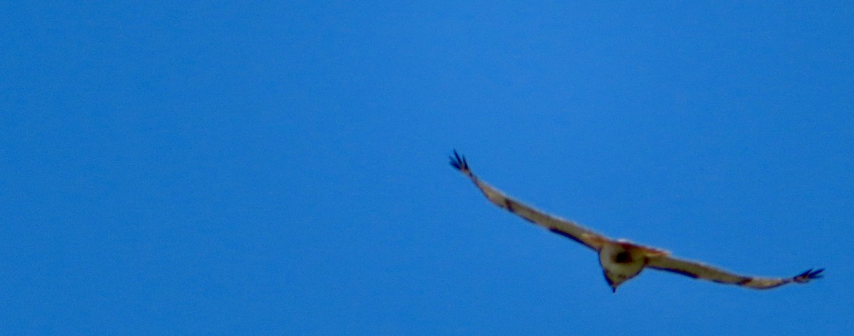 Red-tailed Hawk - ML618997540