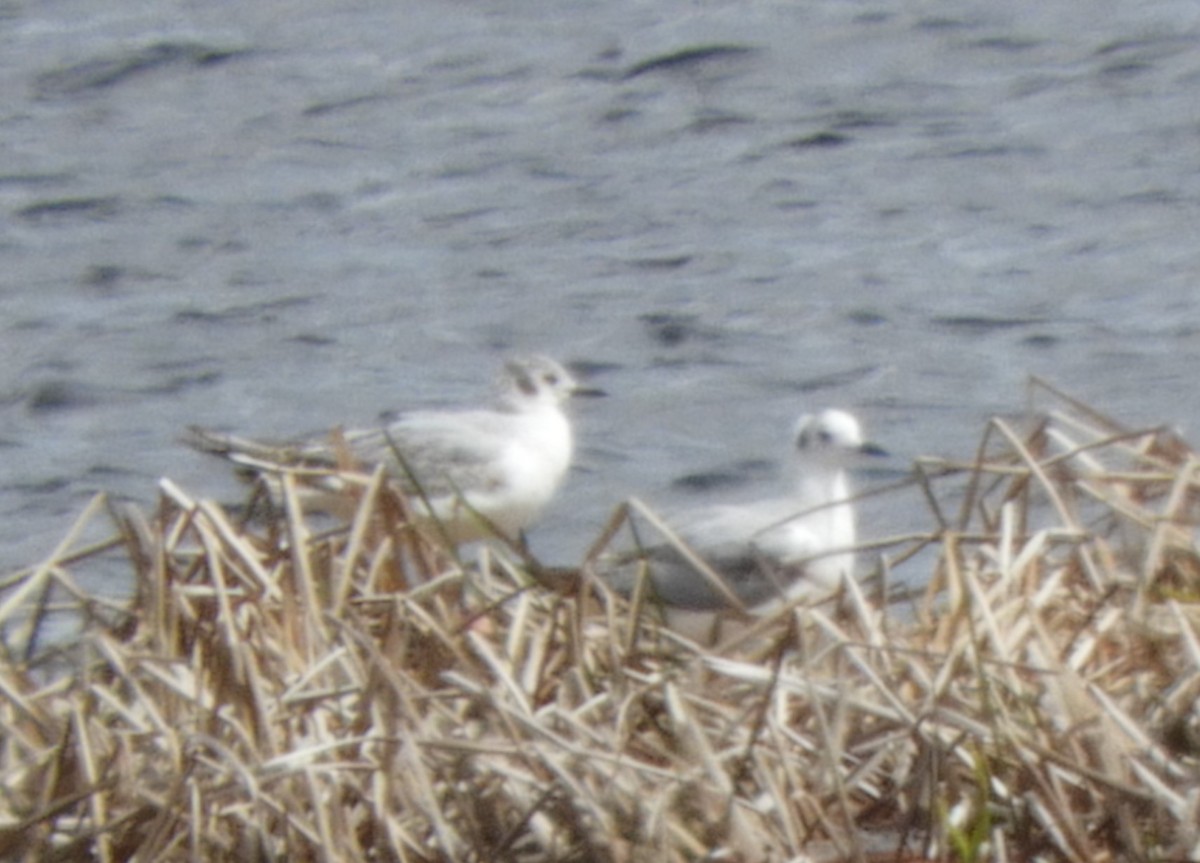 Bonaparte's Gull - ML618997556