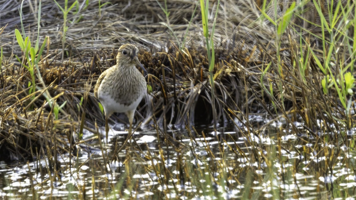 Pectoral Sandpiper - ML618997572