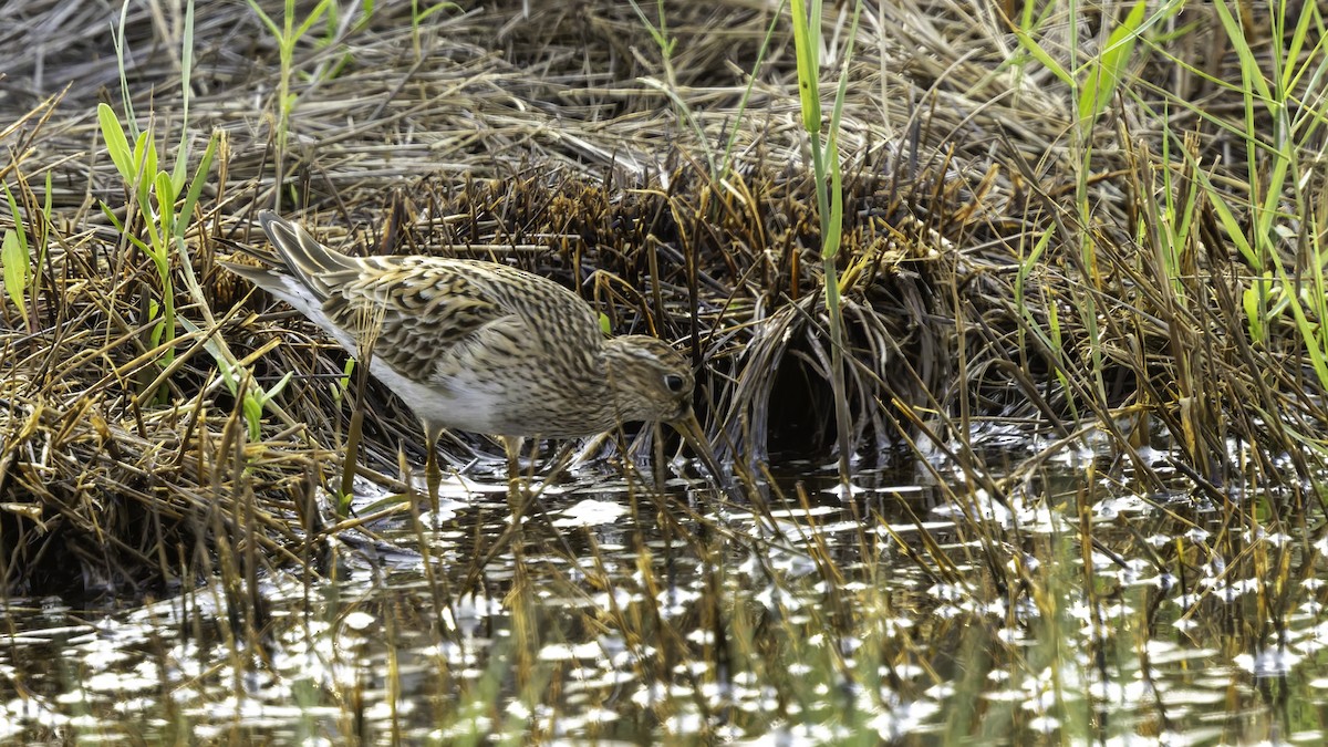 Pectoral Sandpiper - ML618997574