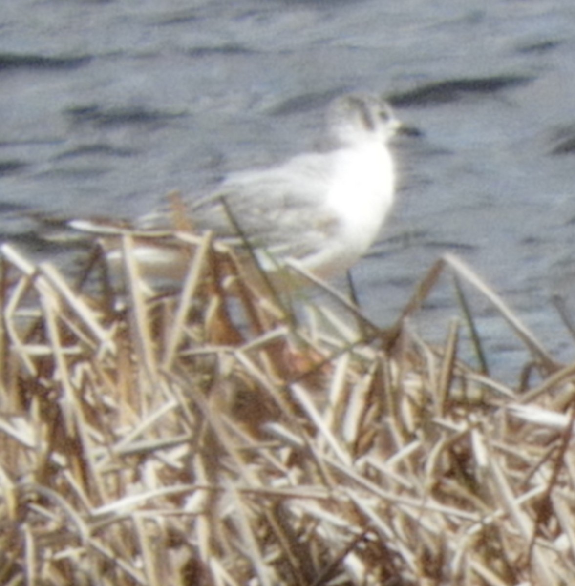 Bonaparte's Gull - ML618997577