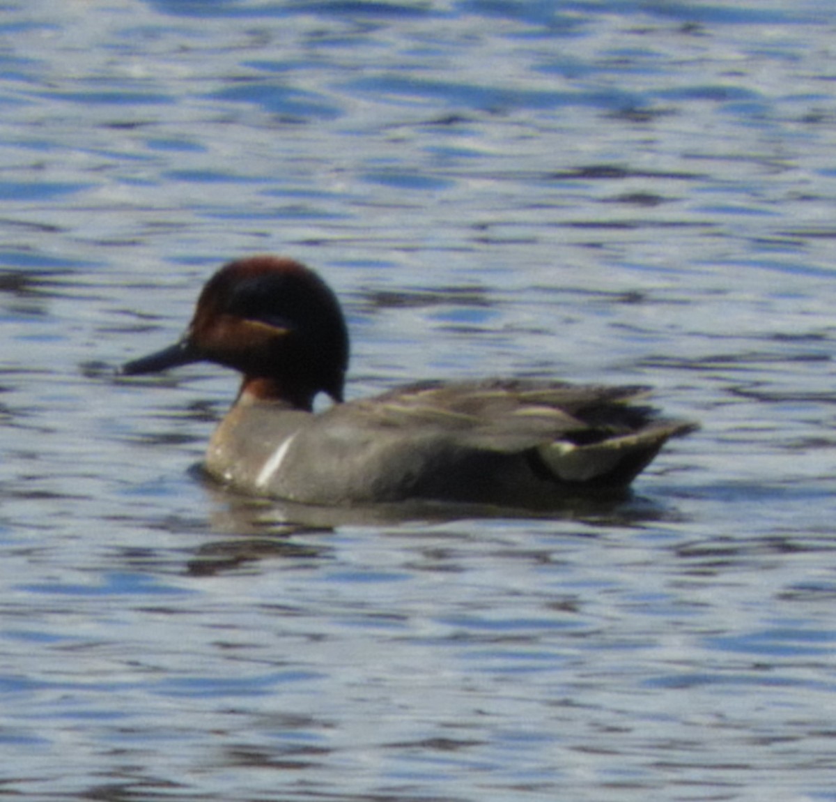Green-winged Teal - ML618997623