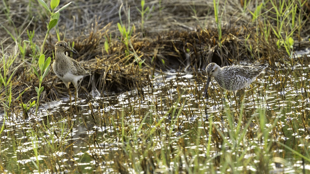 Pectoral Sandpiper - ML618997627