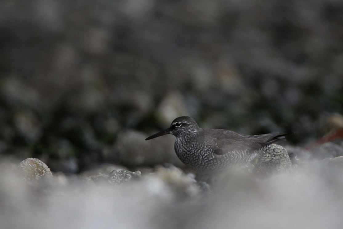 Wandering Tattler - ML618997697