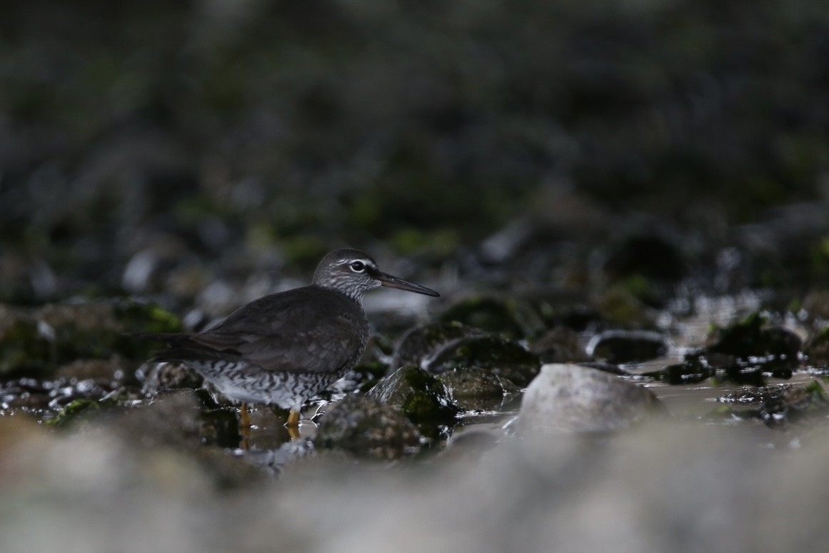 Wandering Tattler - ML618997698