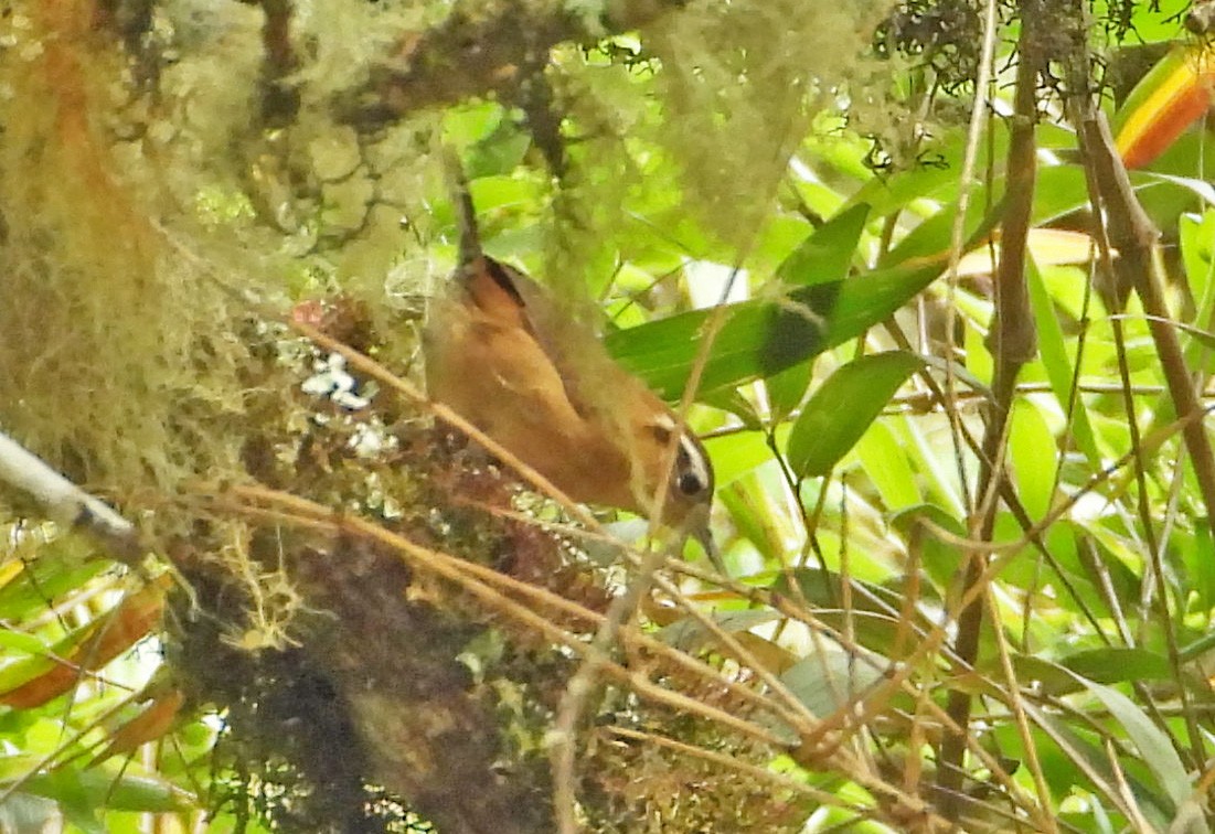 Mountain Wren - José Antonio Balderrama