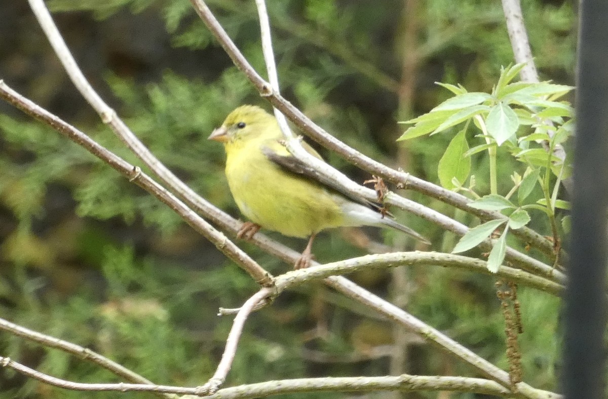 American Goldfinch - Kirra Loves Cats