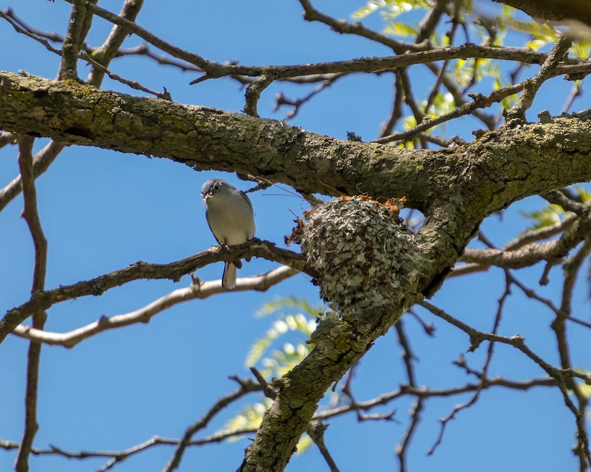 Blue-gray Gnatcatcher - ML618997737