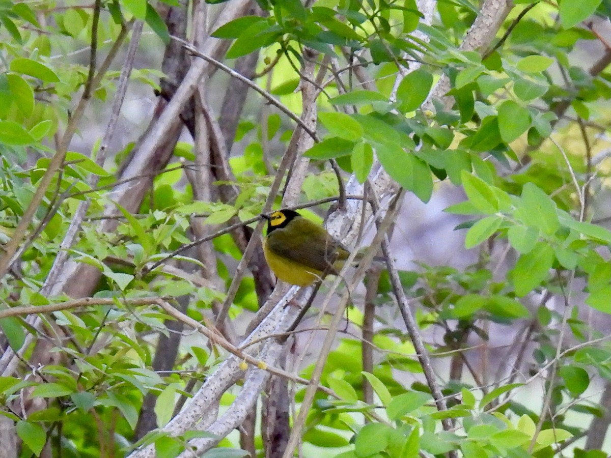 Hooded Warbler - Brad Smith